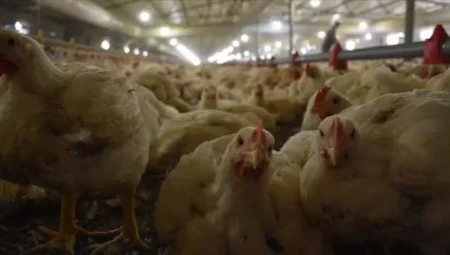 Ülkemizde Tavuk Tüketimi Arttı